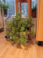 Cuban oregano